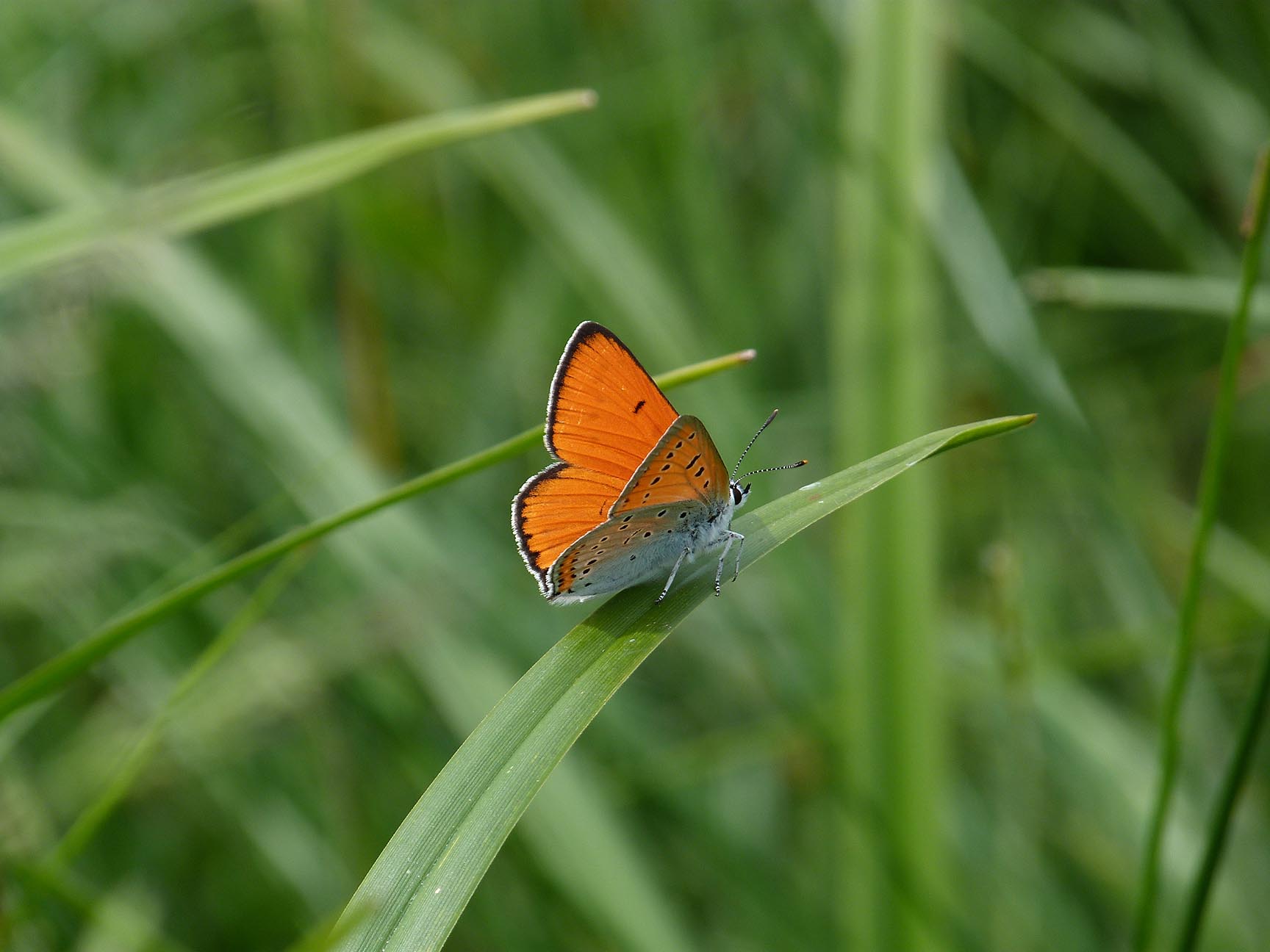 Lycaena dispar Cuivr des marais m 72dpi